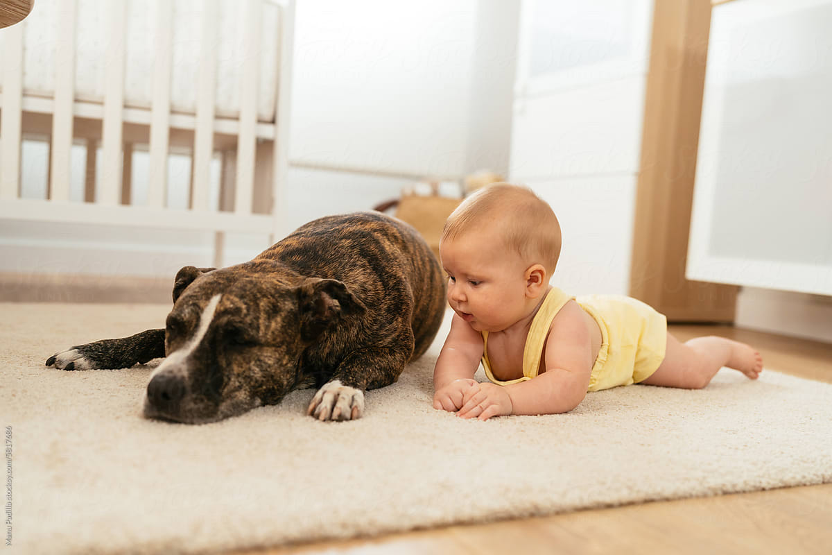 Adorable kid lying on carpet with resting dog