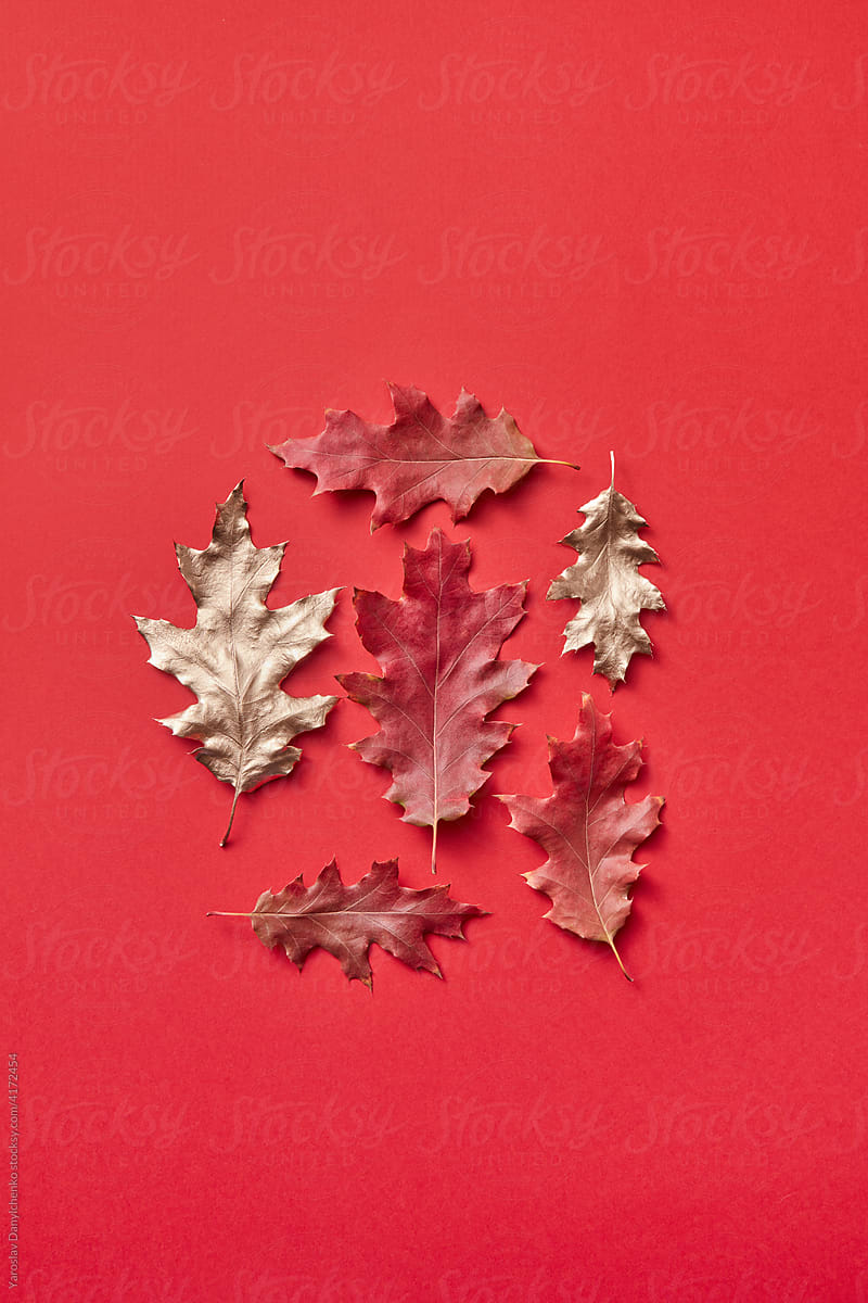 Oak leaves scattered on red background