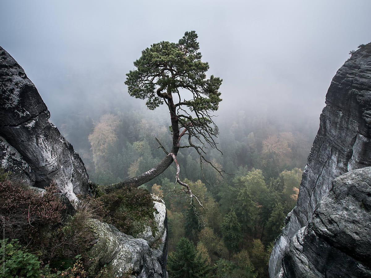 Lonely Tree on Rocks