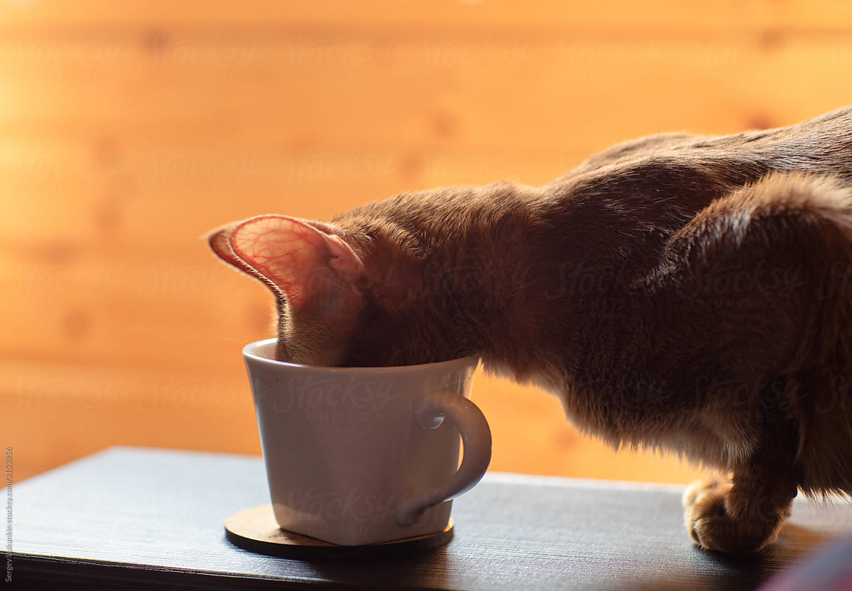 Cat drinks coffee from a cup