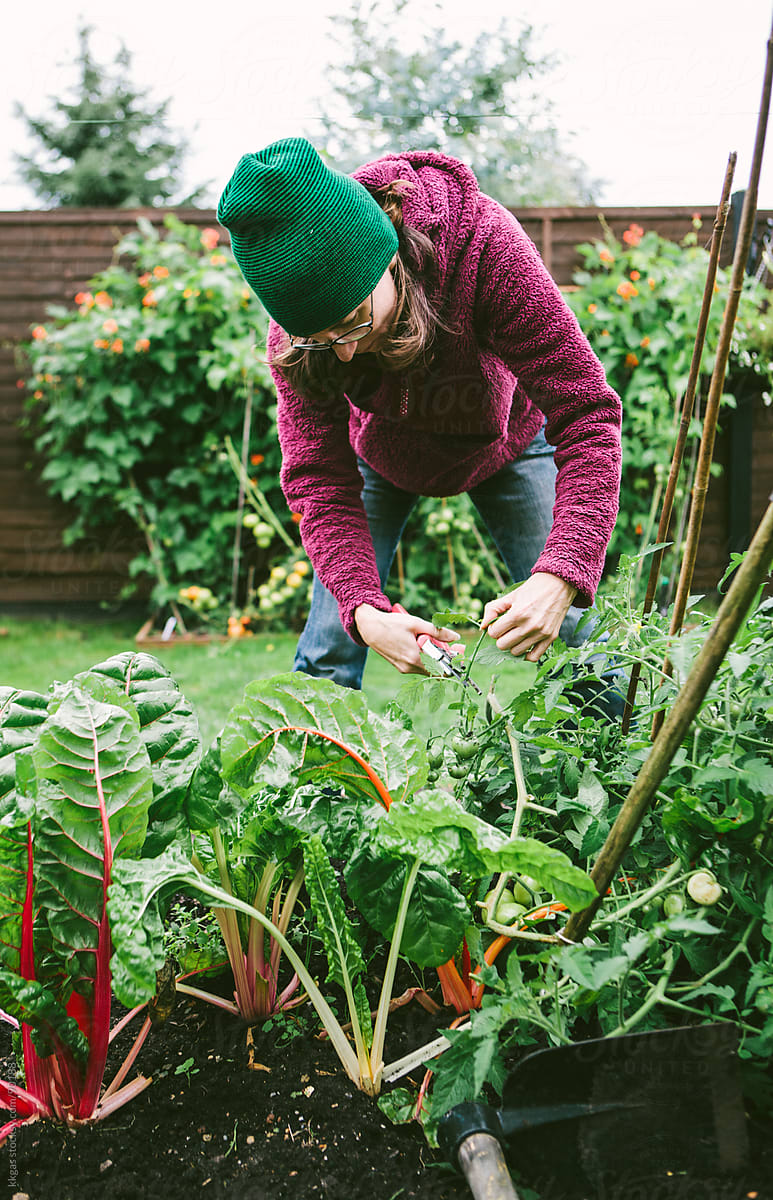 Gardener picking crops in vegetable garden