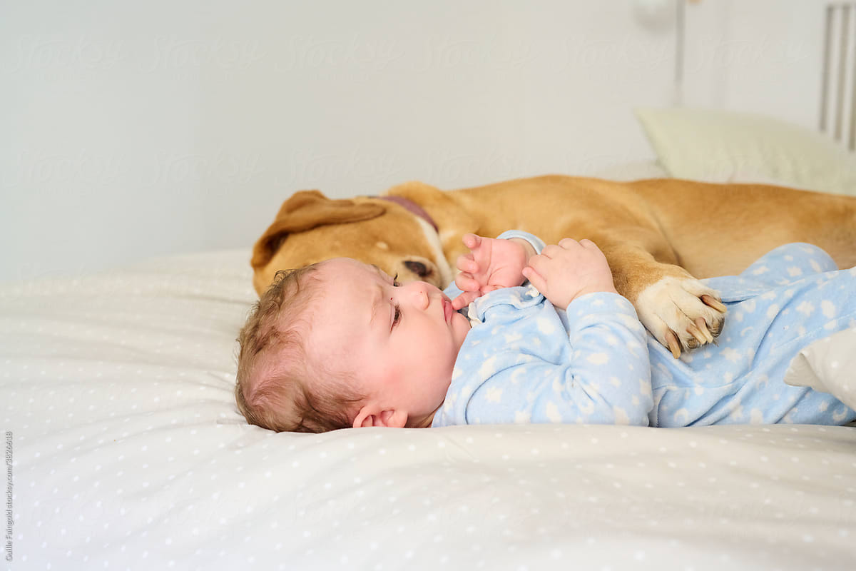 Small baby with purebred dog cuddling on bed