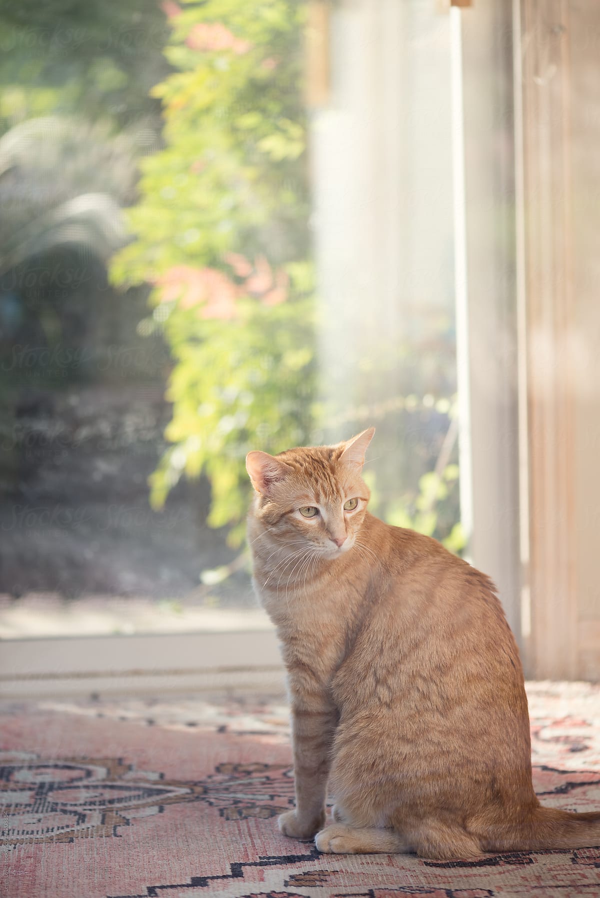 Three Legged Orange Tabby Cat Sitting On Oriental Rug Looks Out The Window