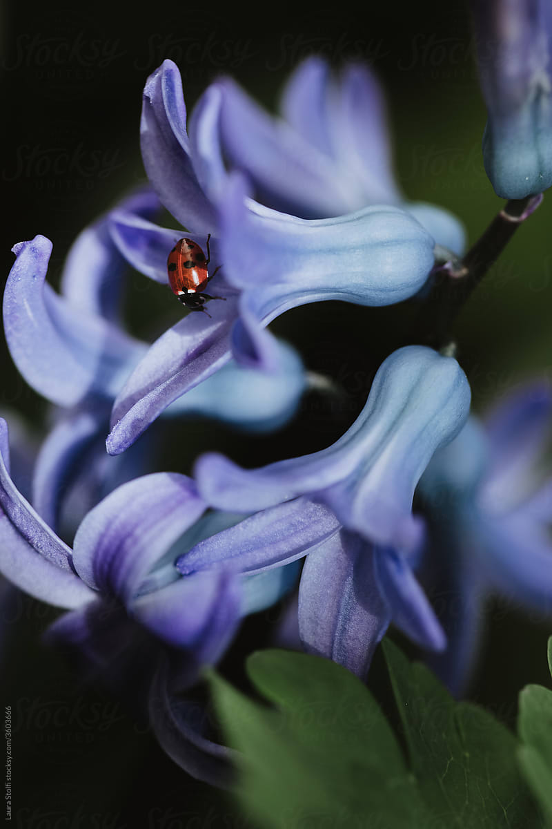Blue hyacinth in bloom with ladybeetle walking on it
