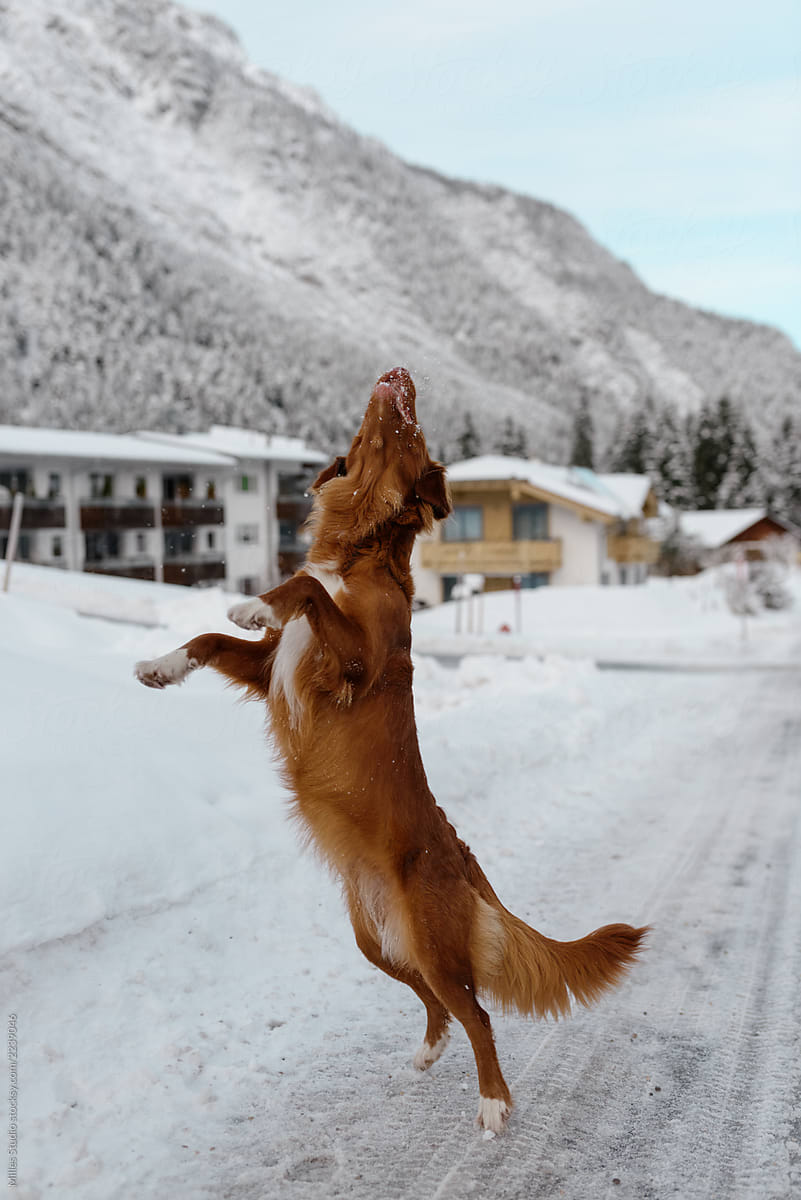 Jumping purebred dog playing with snow