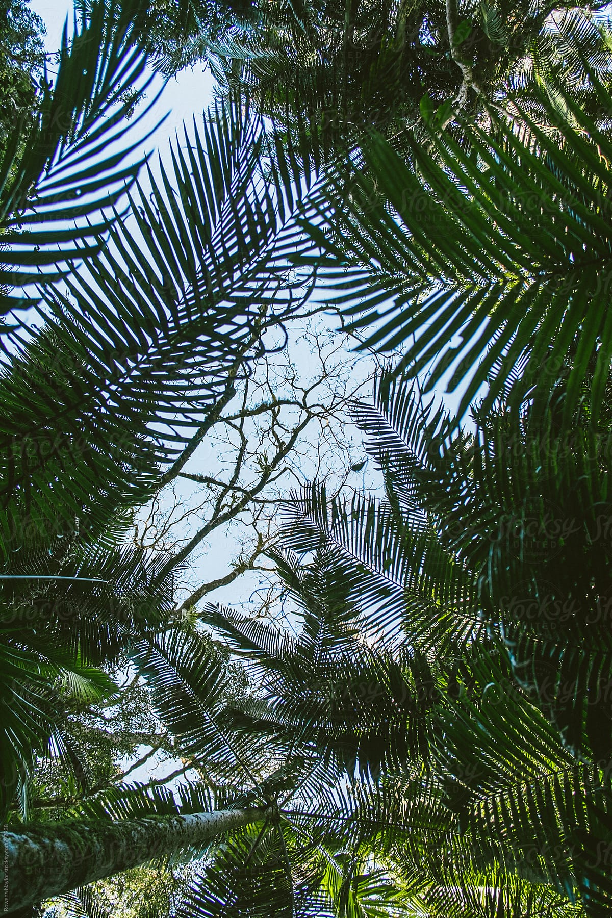 Large Ferns inl Rain Forest