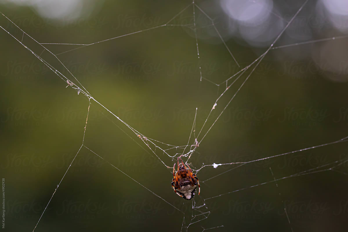 Orange and black Orb weaver spider on a web