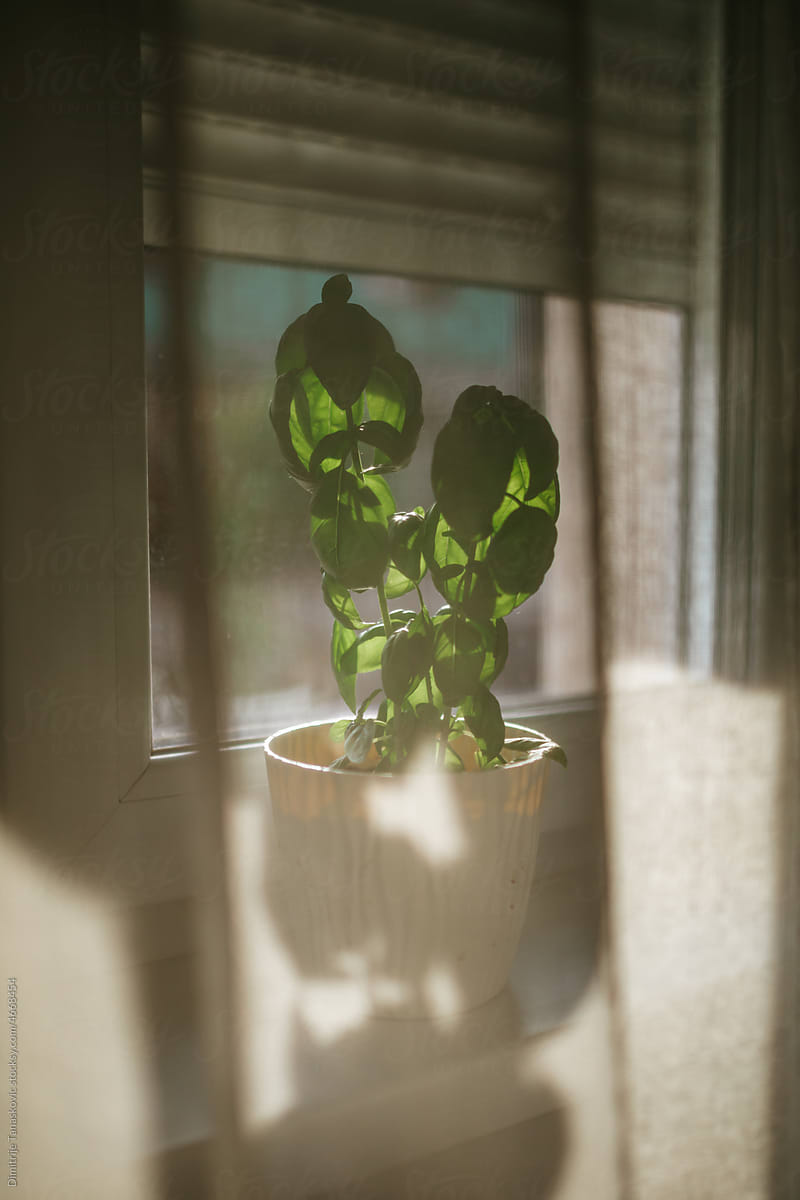 Basil Growing In Pot By The WIndow.
