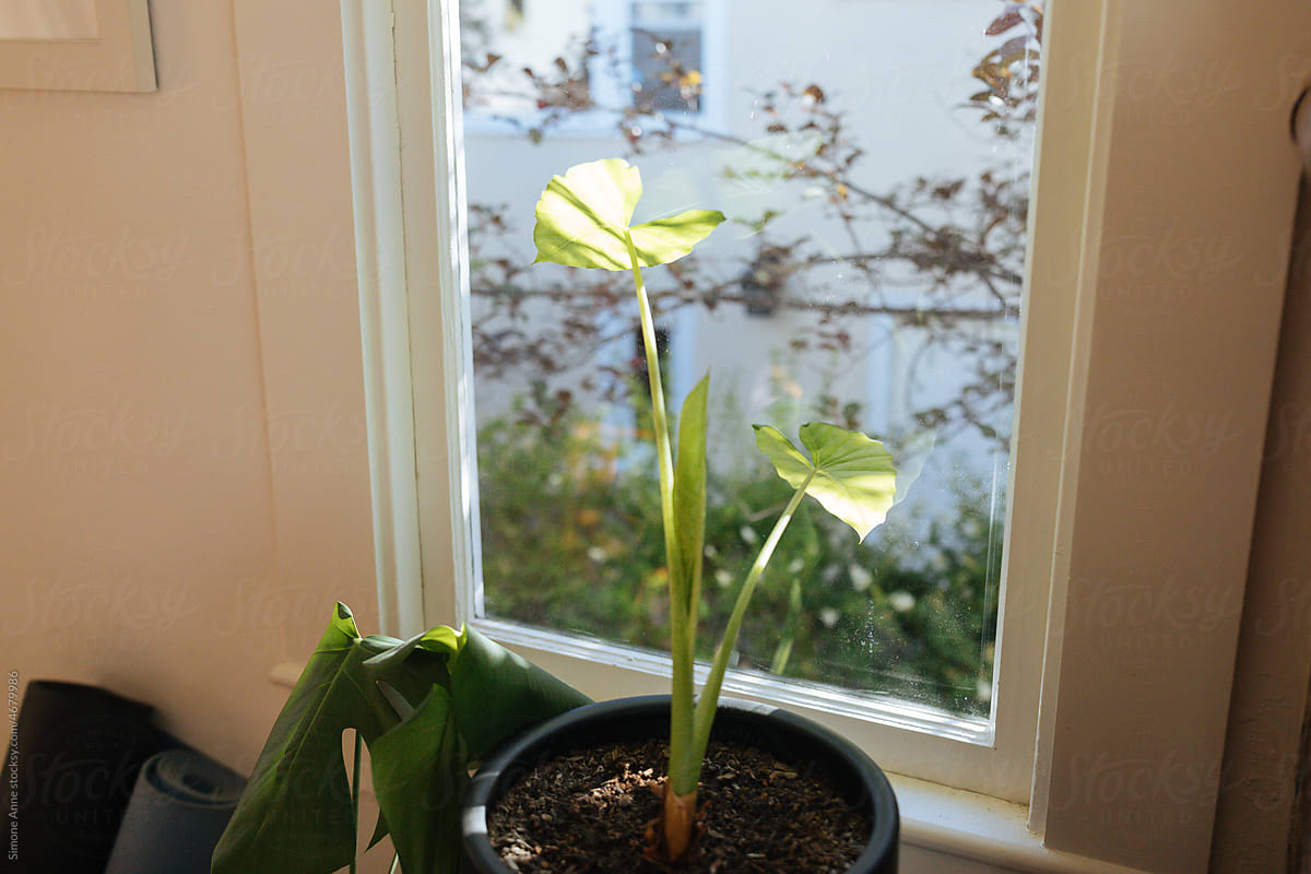 Plant with two leaves growing a third leaf in a pot