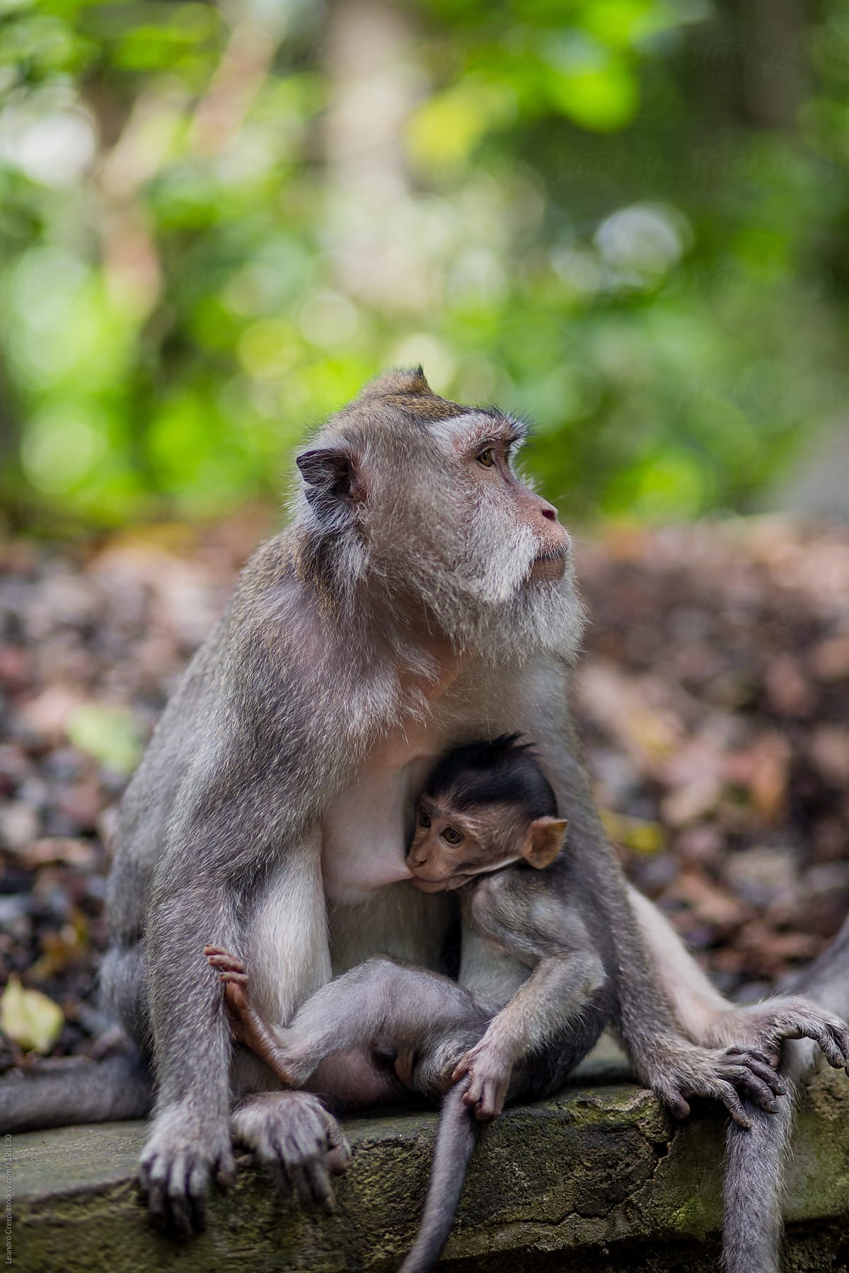 Monkey forest, Bali Indonesia