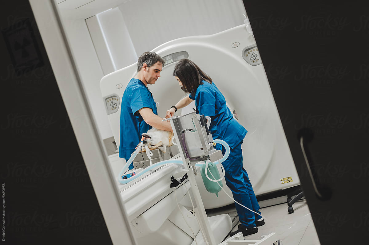 Man and woman veterinarians preparing scanner for dog