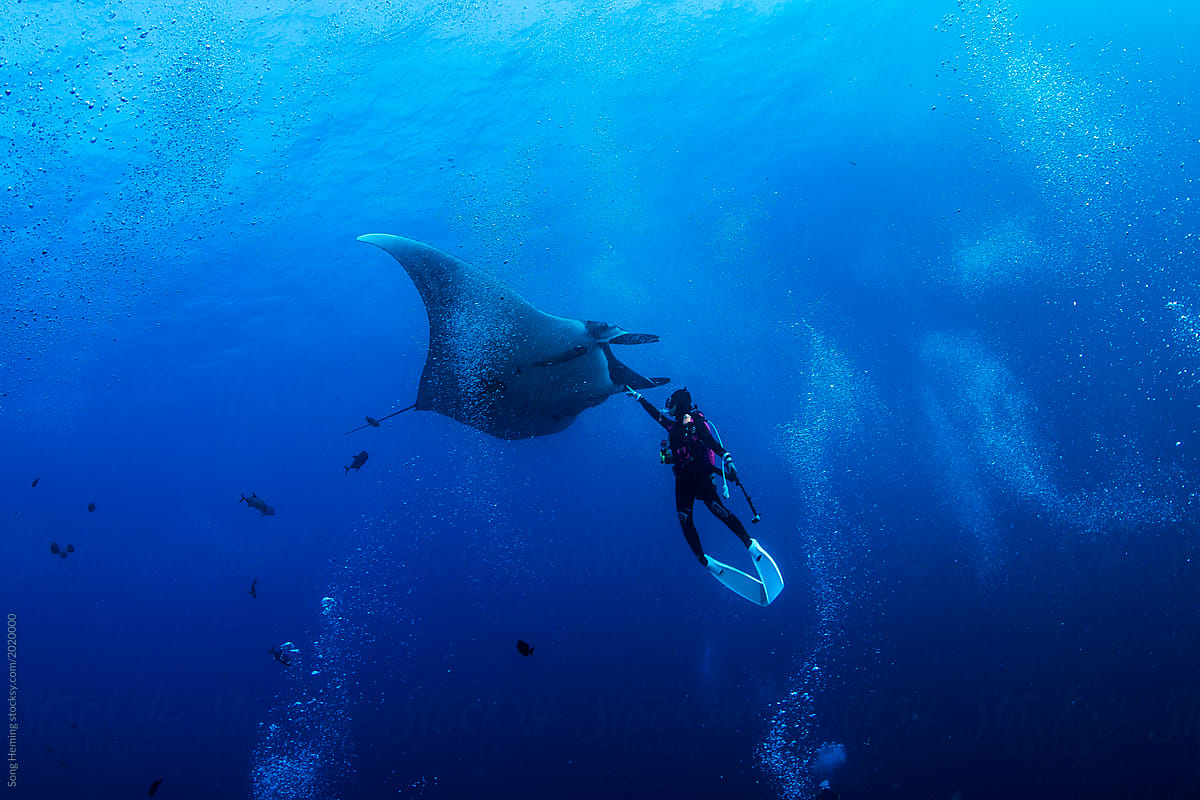 Oceanic manta moving in the blue