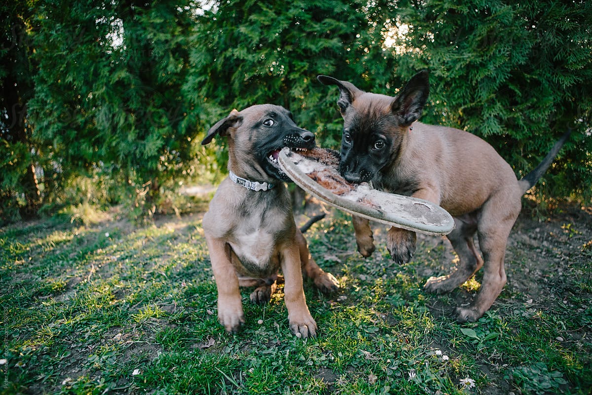 Young belgian malinois puppy