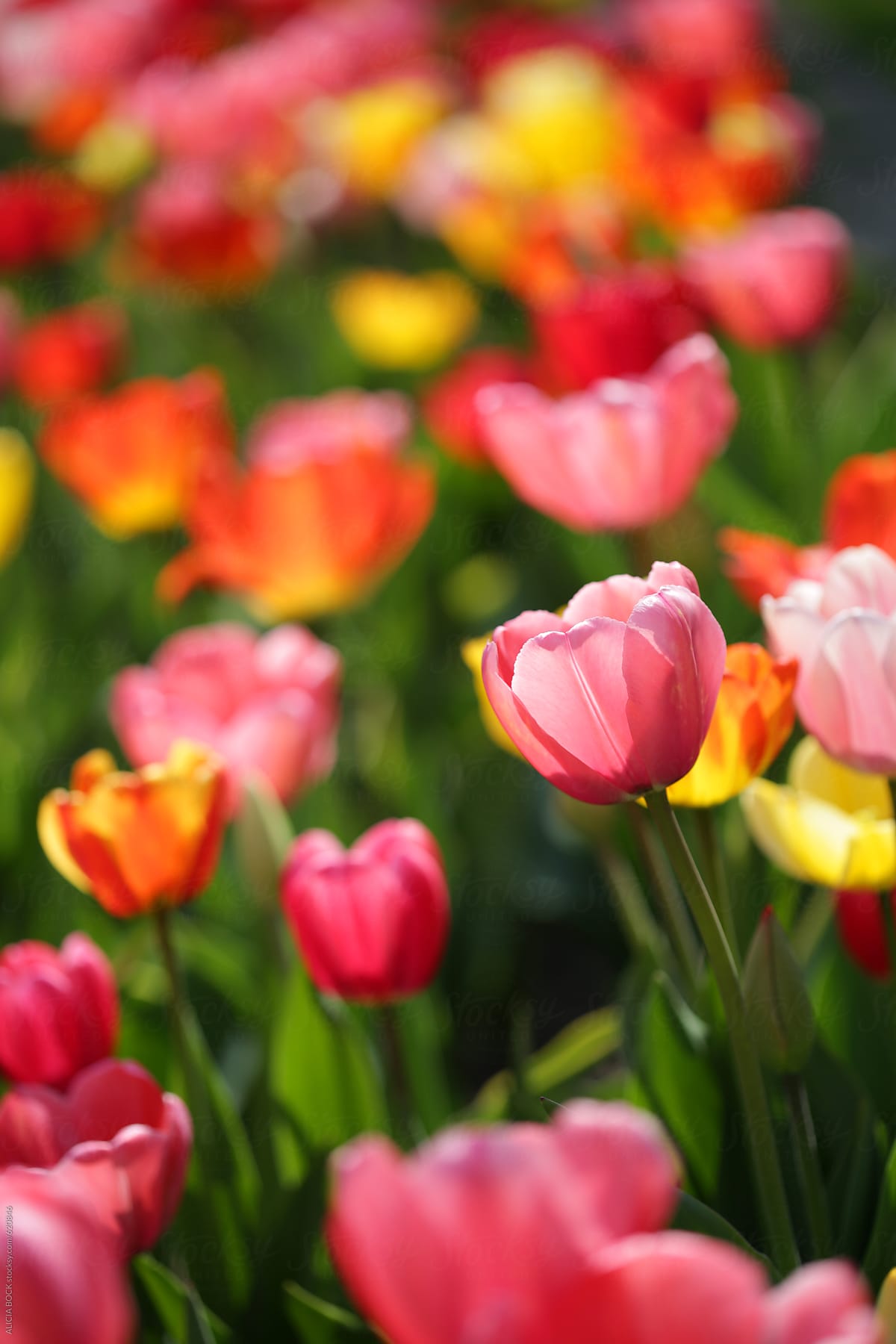 Rainbow Colored Tulips Blooming On A Sunny Morning