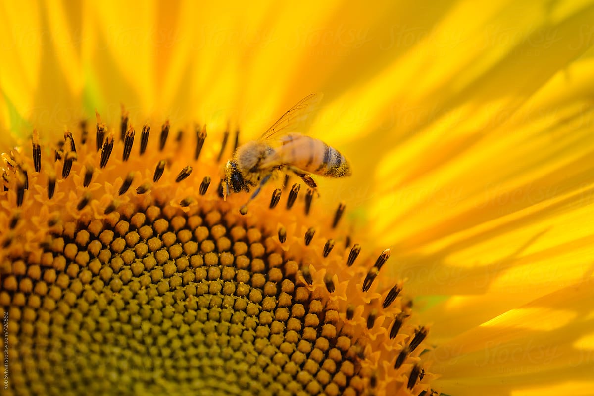 Honeybee at Work on a Sunflower
