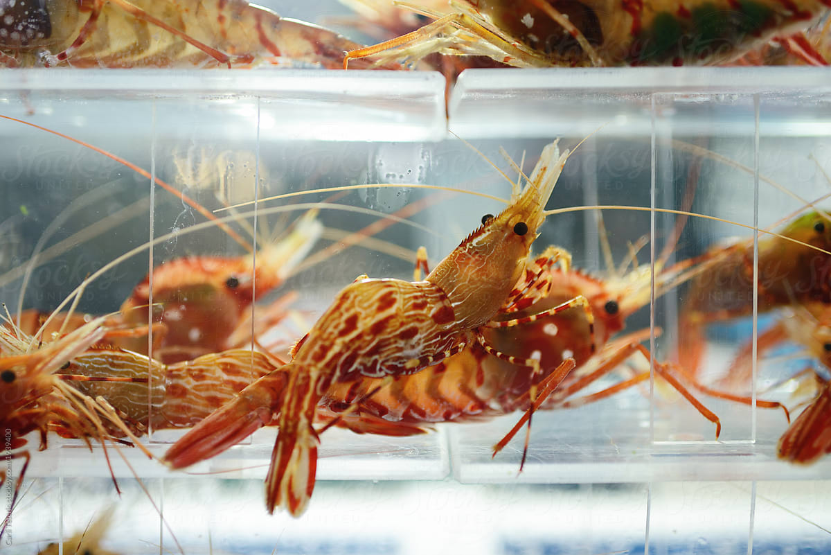 Live shrimp in a tank at a korean restaurant