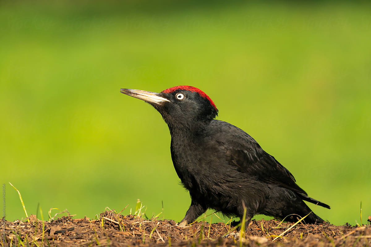 Male Black Woodpecker Portrait