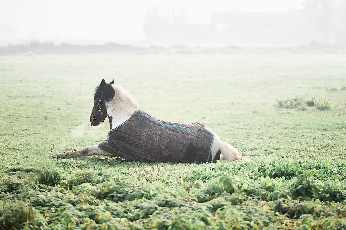 Horse relaxing in turf in foggy winter morning