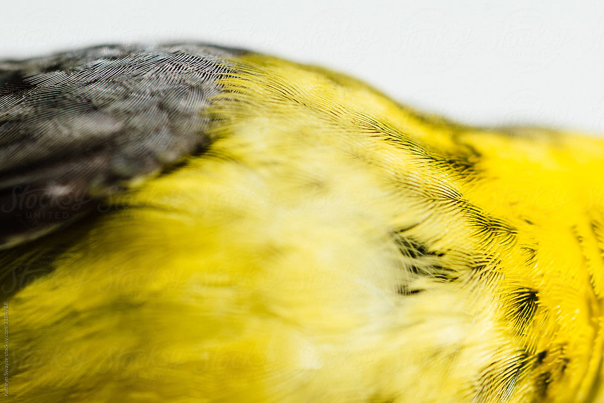 Macro View of Bird Feathers
