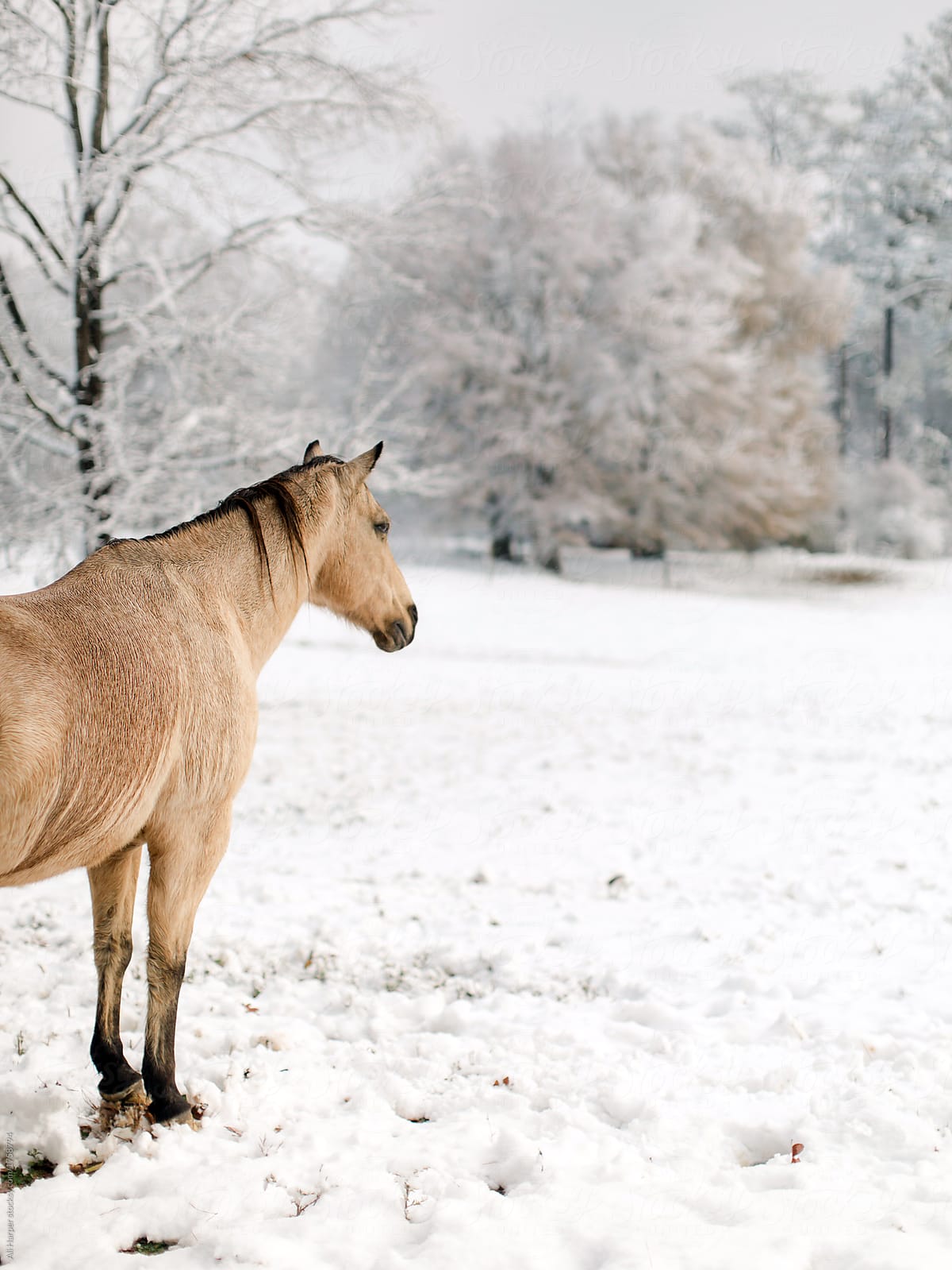 Horse in snow
