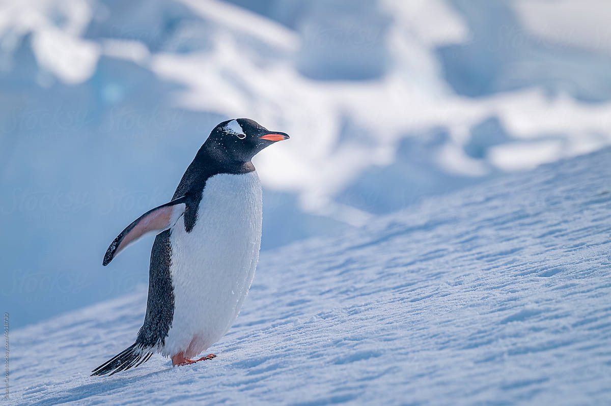 Gentoo Penguin Portrait