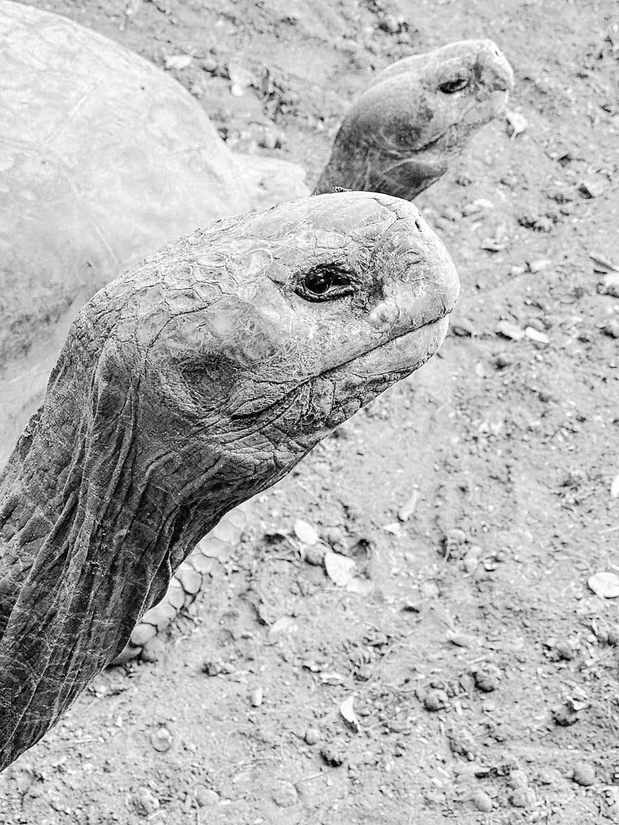 Black and White of a Frightening Tortoise