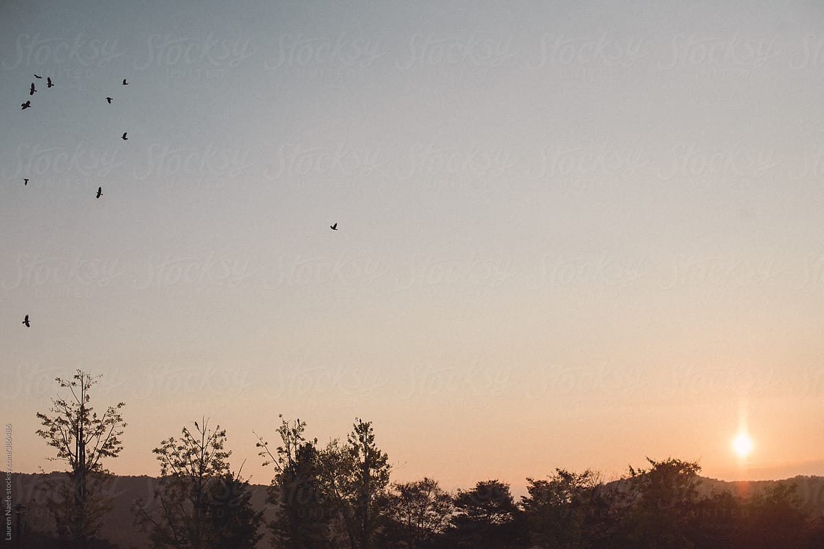 Birds flying over the horizon at sunset