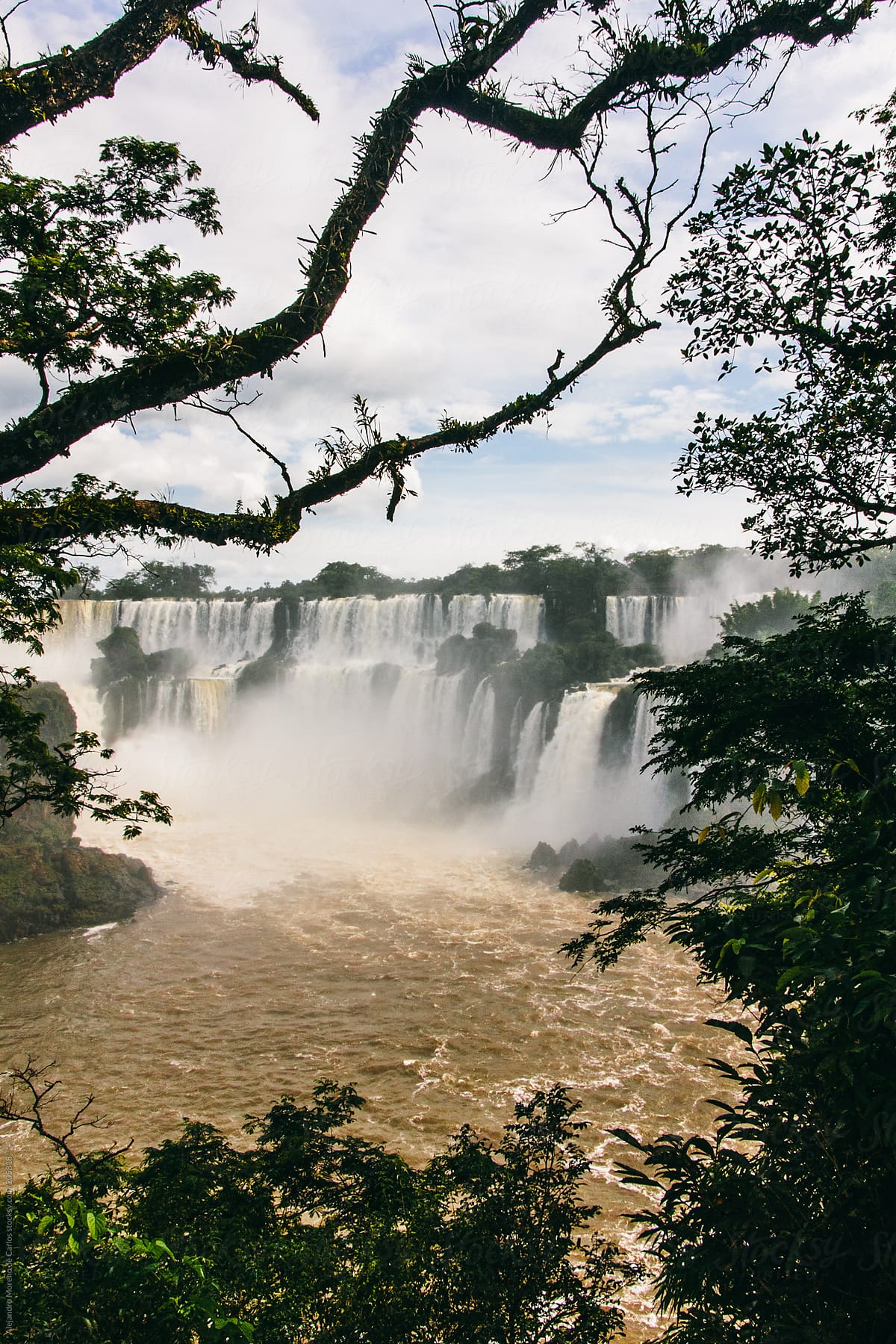 Waterfalls in the jungle with branches on foreground - Iguassu falls, Brazil / Argentina