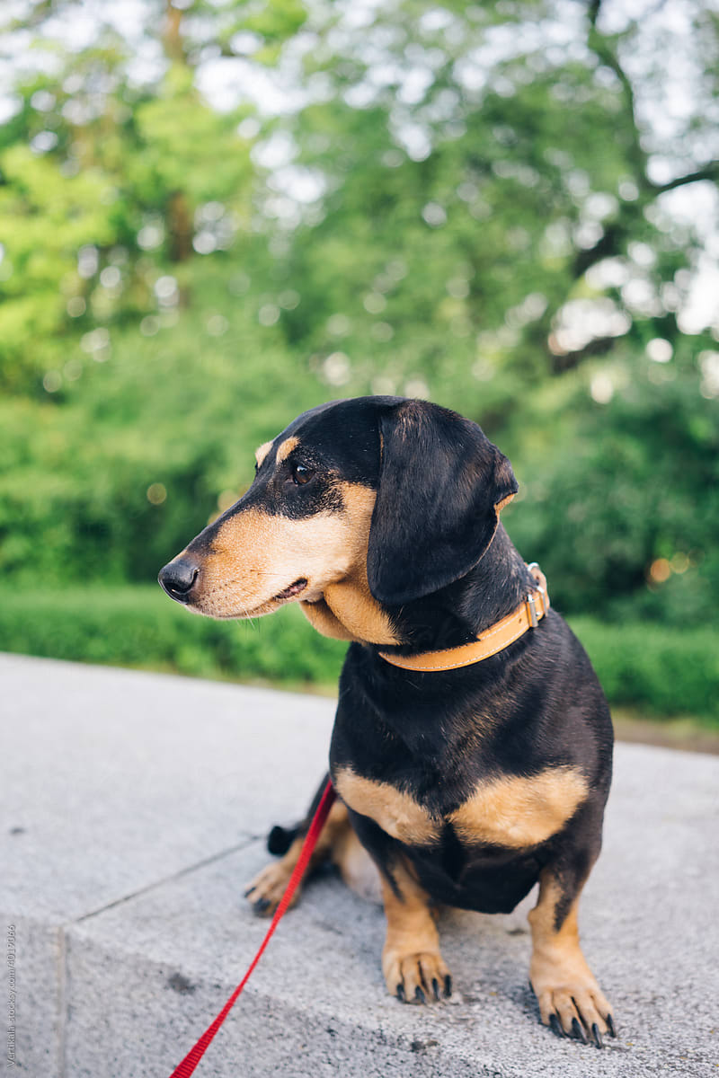 Small black dachshund dog outdoors