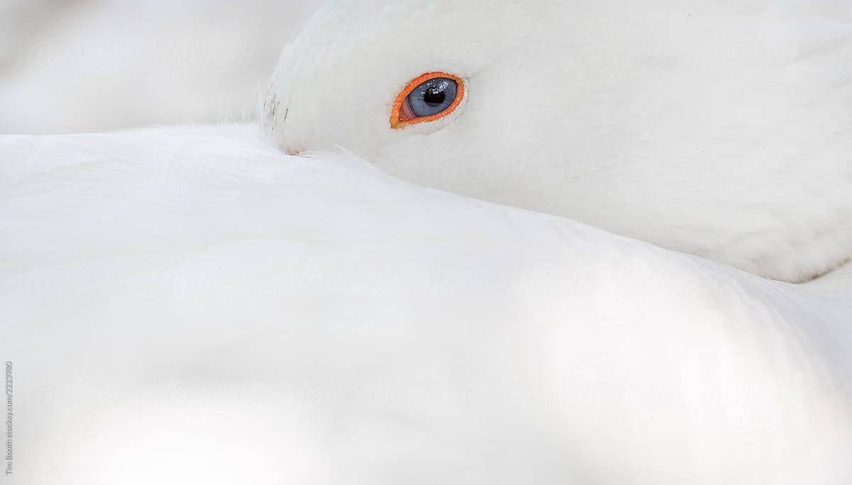 Close-up of a white goose
