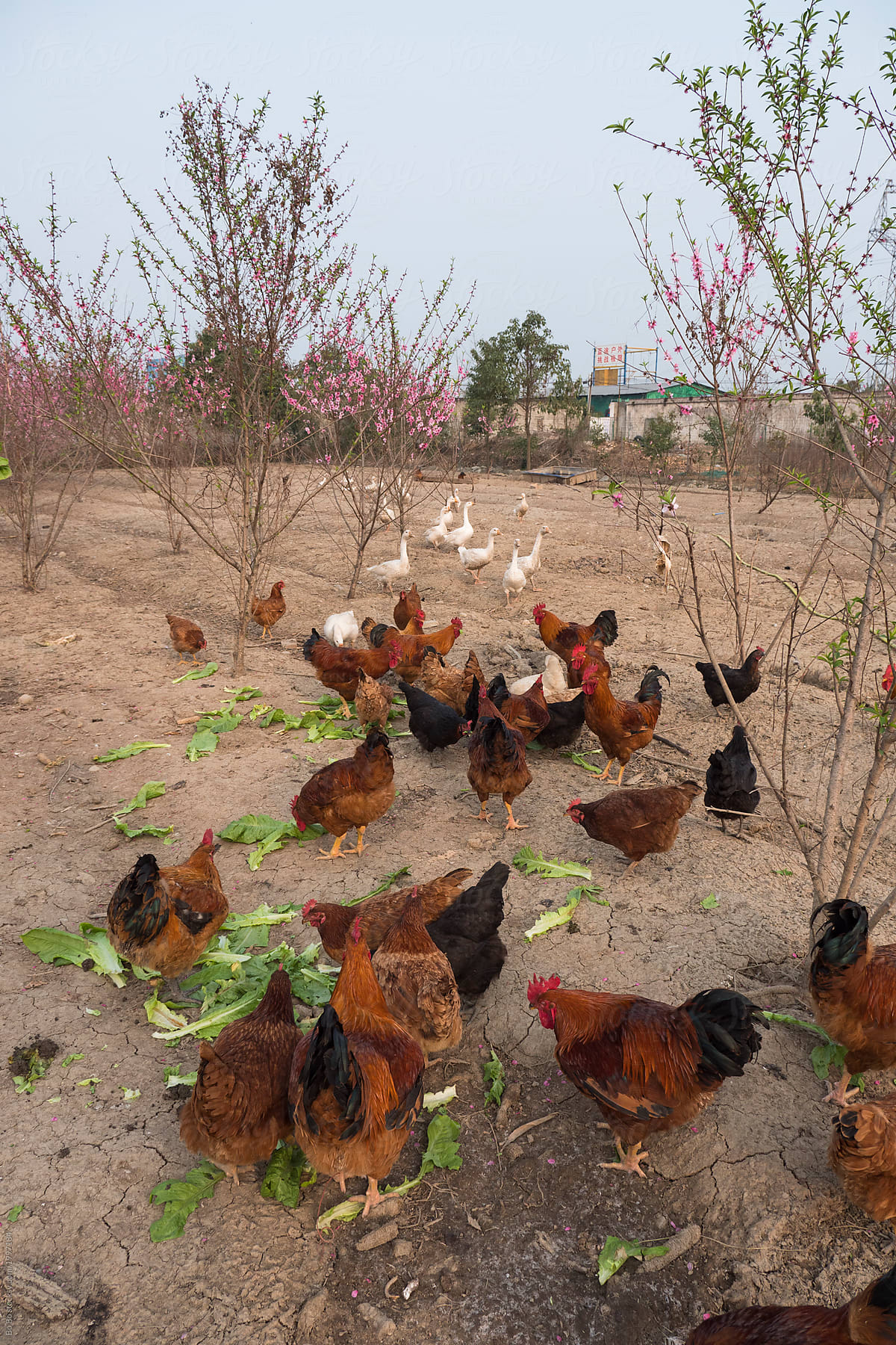 Flock of chicken eating vegetable