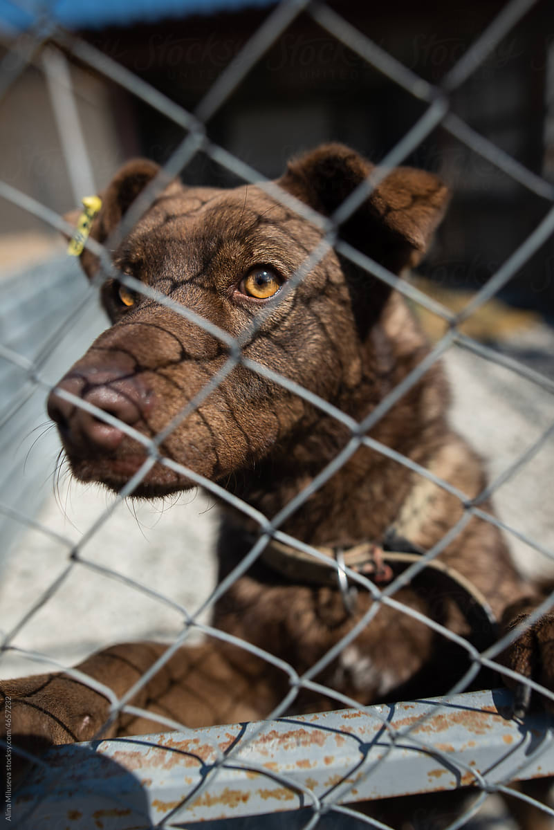 Young stray dog behind a fence