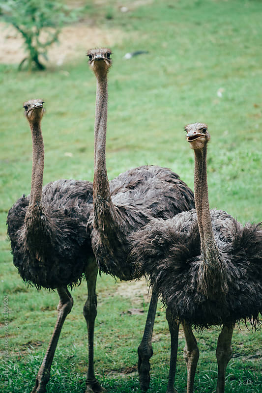 group of ostrich birds walking