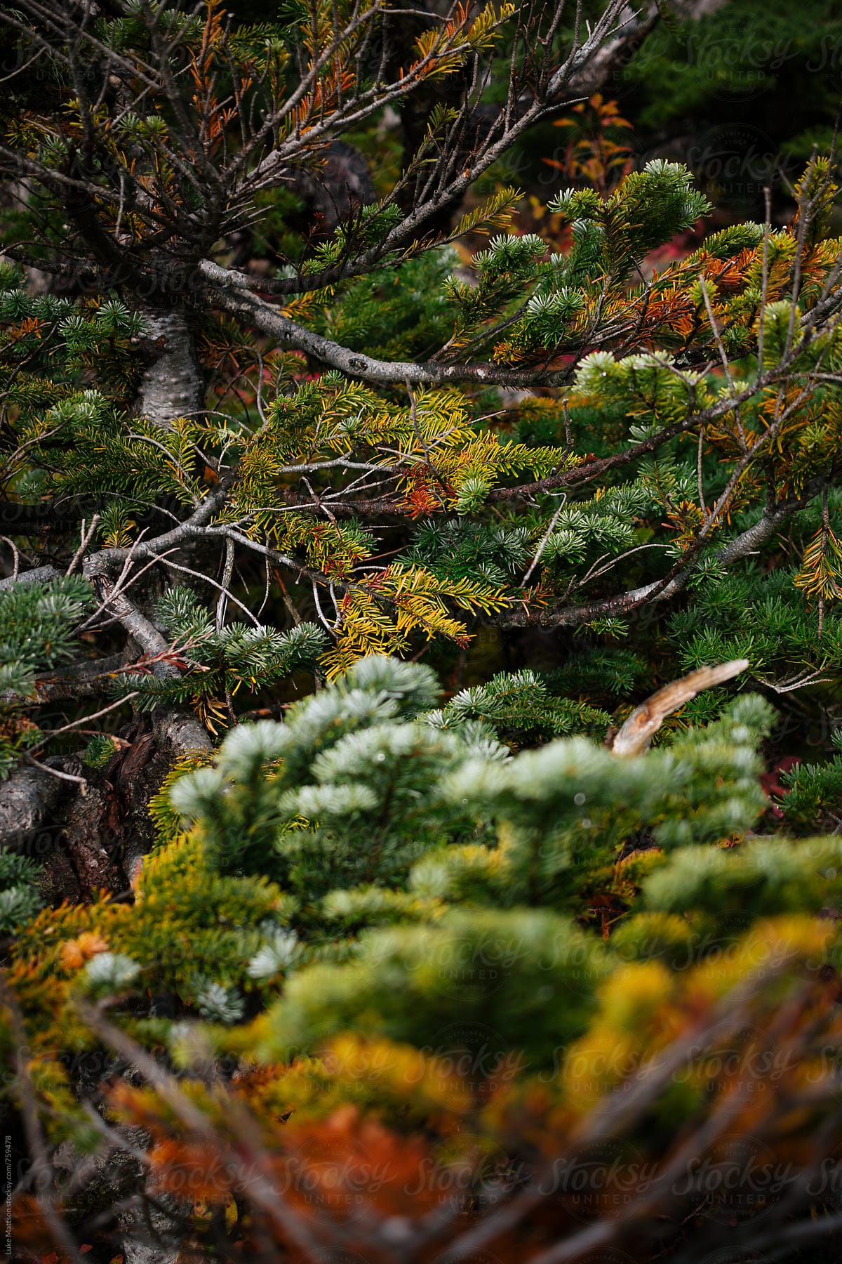 Colorful Subalpine Fir Tree Branches In Forest