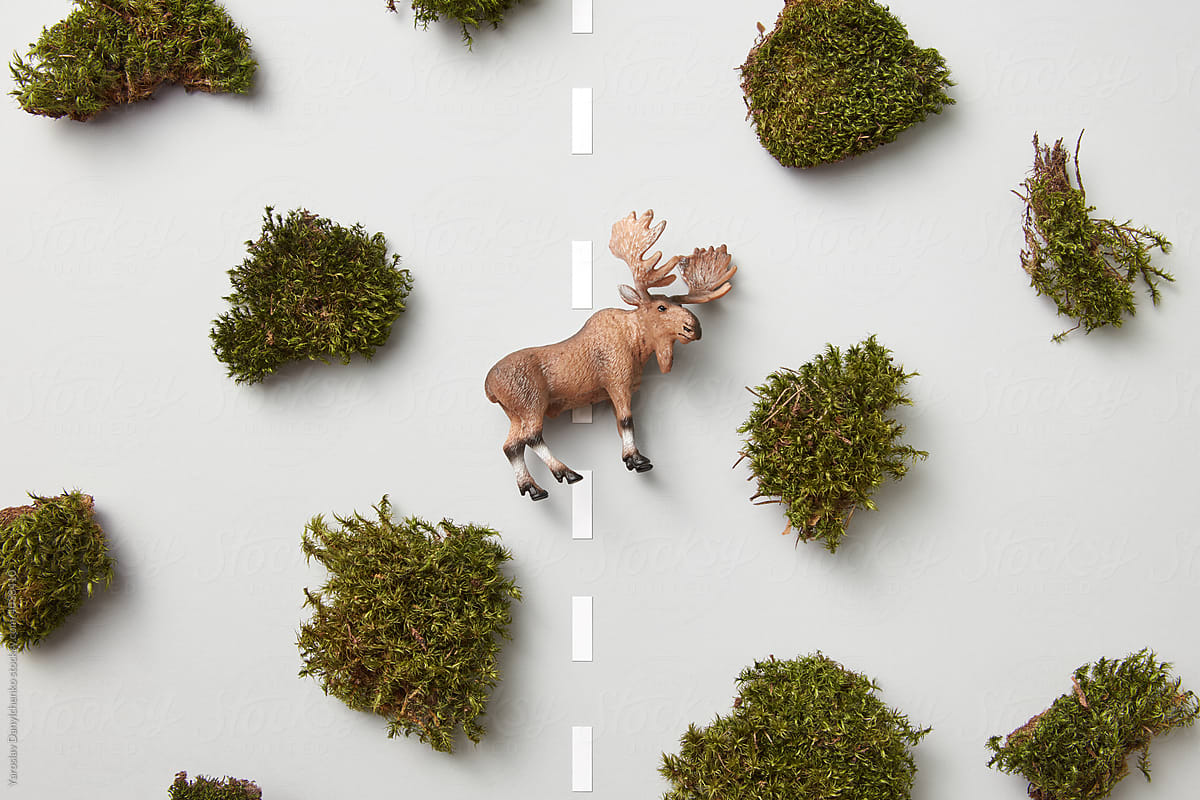 Elk lying on road