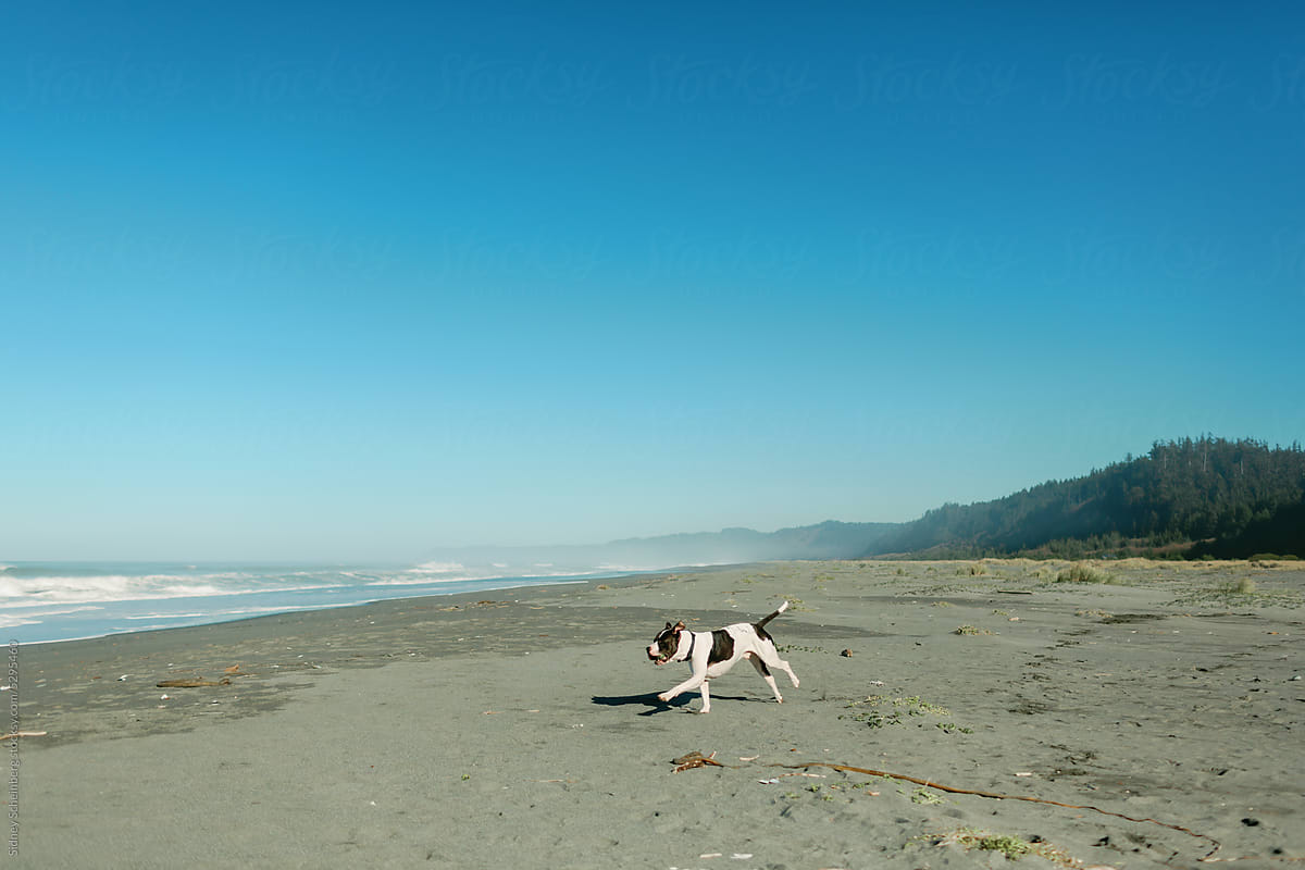 Dog Runs on Beach