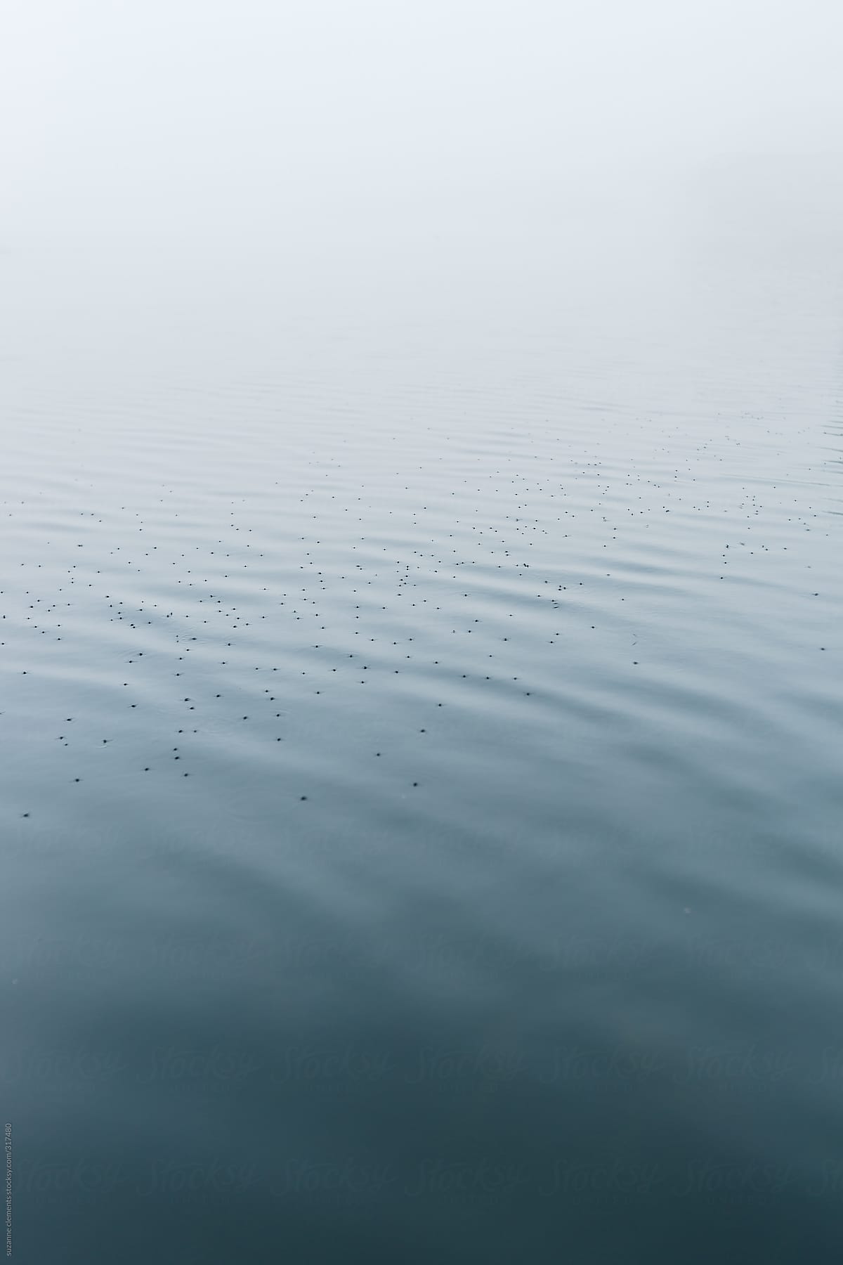Water Striders Along the Surface of a Still Lake