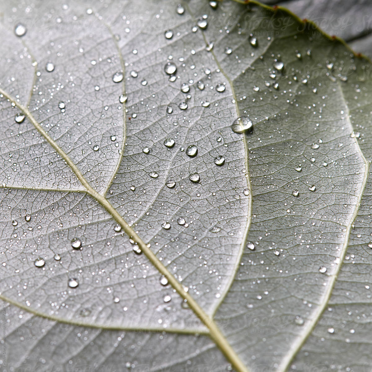 1,848,300+ Leaf Macro Stock Photos, Pictures & Royalty-Free Images