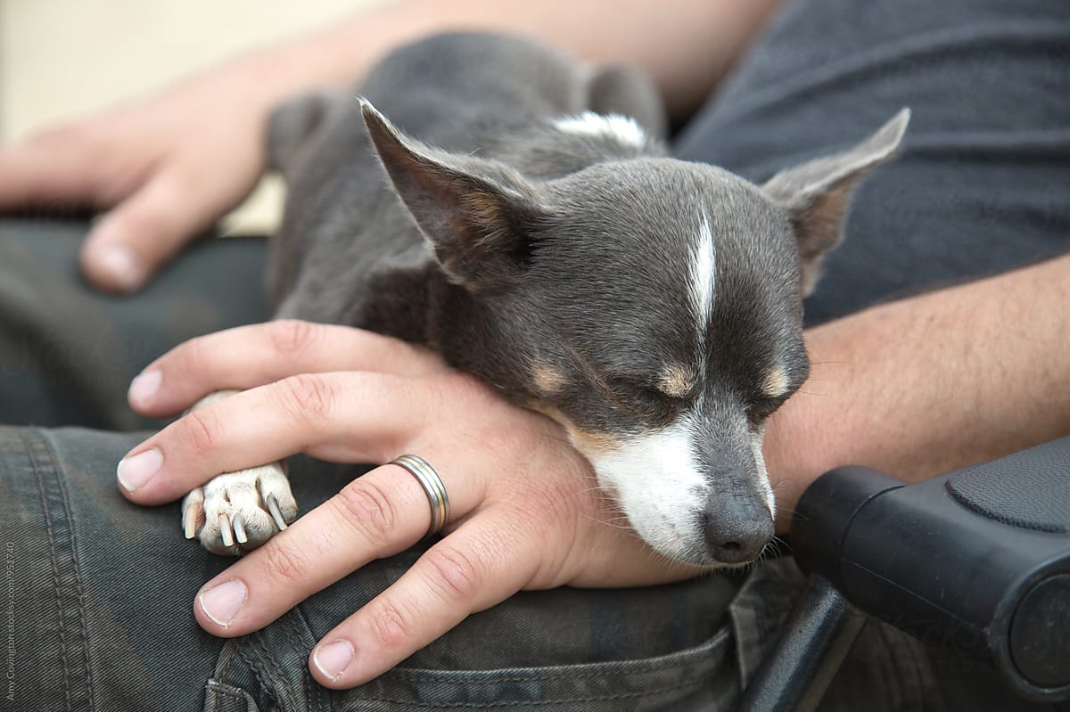 A chihuahua relaxing on it\'s humans\' hand