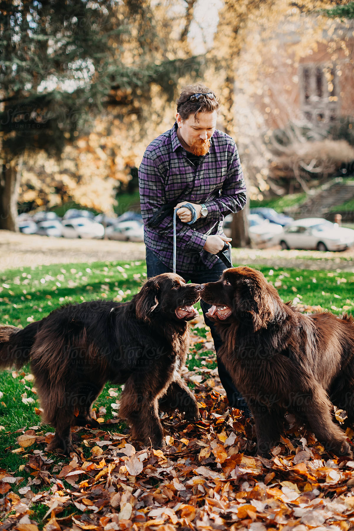 Man Holding Two Newfoundland Dogs On Leash