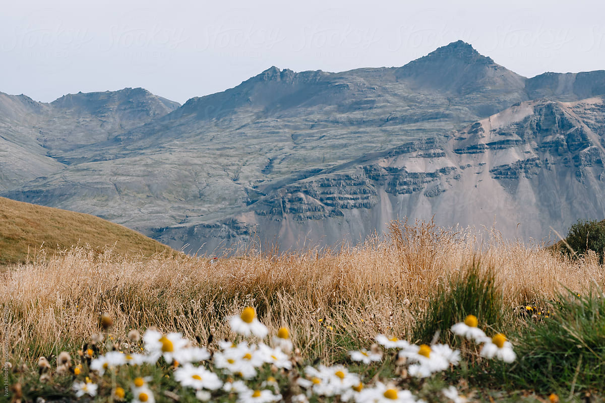 daisy flowers in foreground against backdrop of rustic mountains