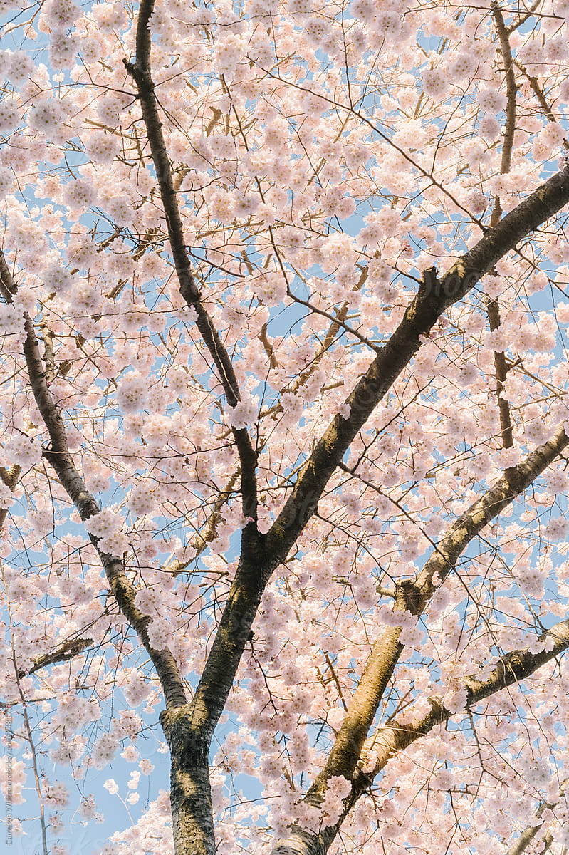 Tall Cherry Blossom Tree Background