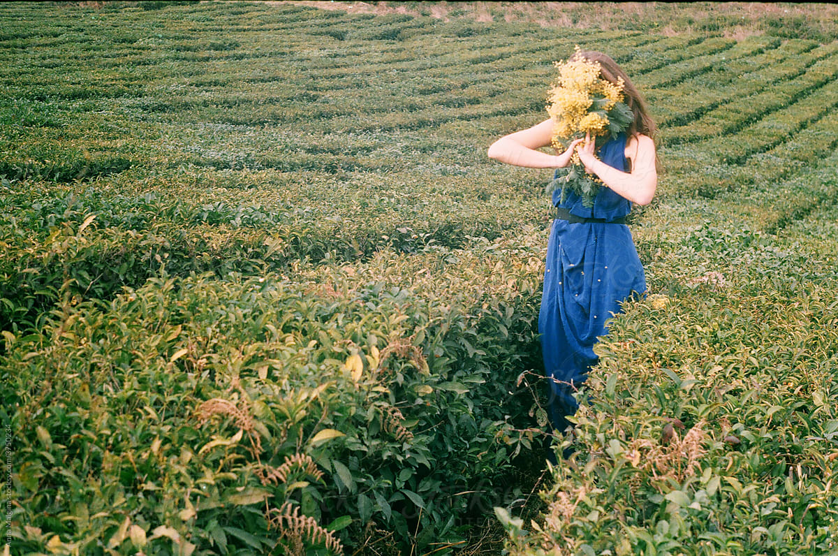 A beautiful woman in blue dress in a tea plantation