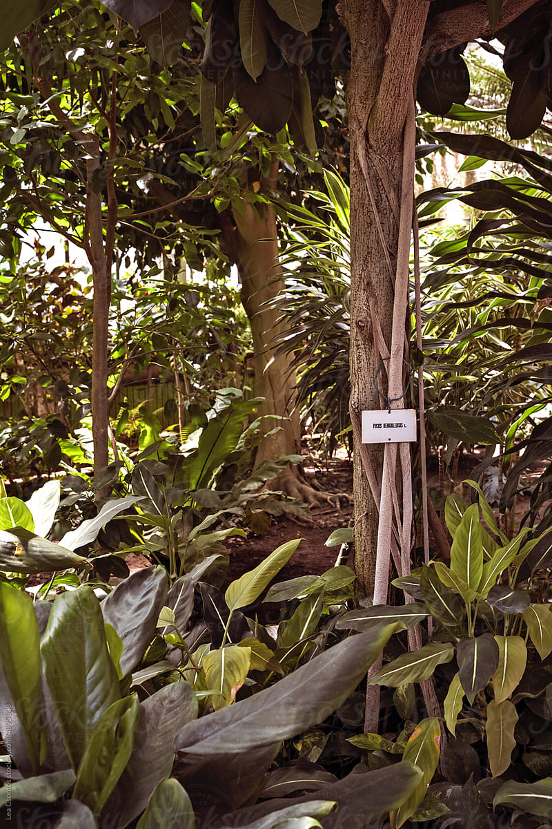 Tropical bushes, shrubs and trees in a botanical garden.