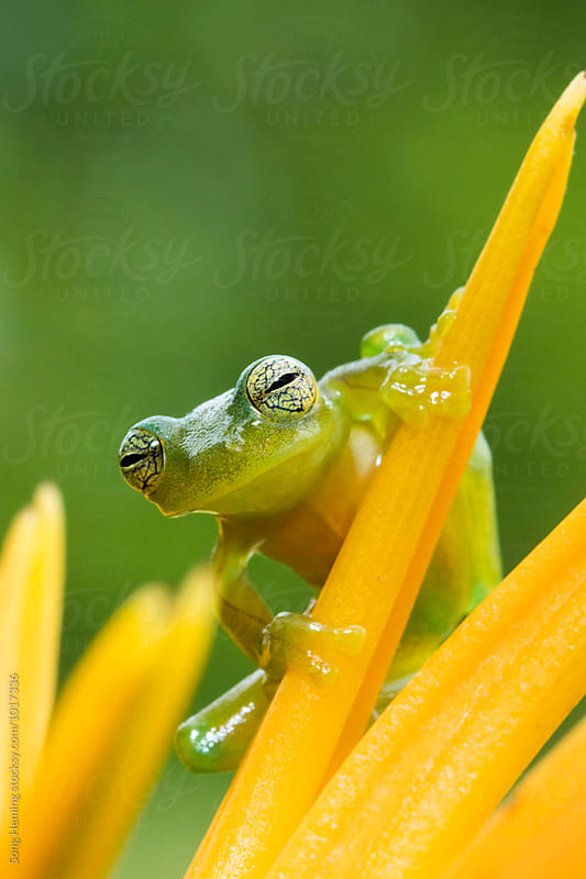 Portrait of  tree frog standing on the yellow flower