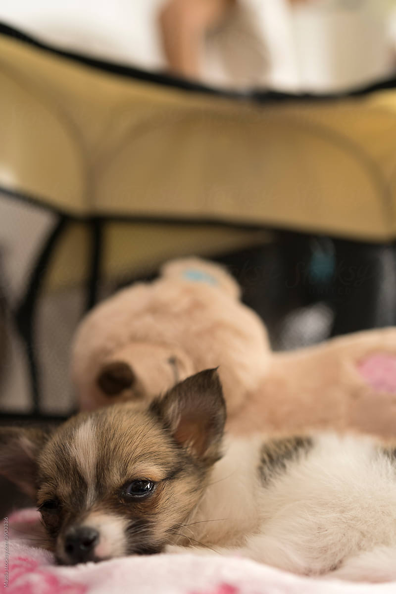 Tiny Dog feels sleepy