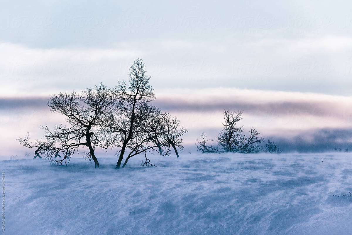 Magic Lapland - Trees and Sea of Snow