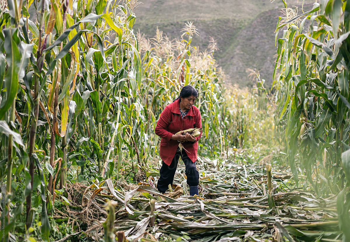 Peruvian woman harvesting corn