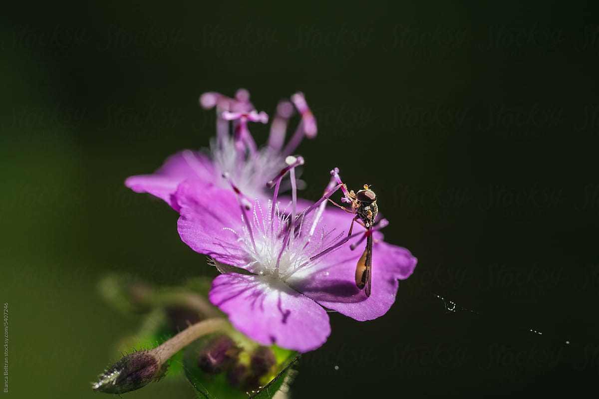 Little insect standing on a purple flower pollinating it.
