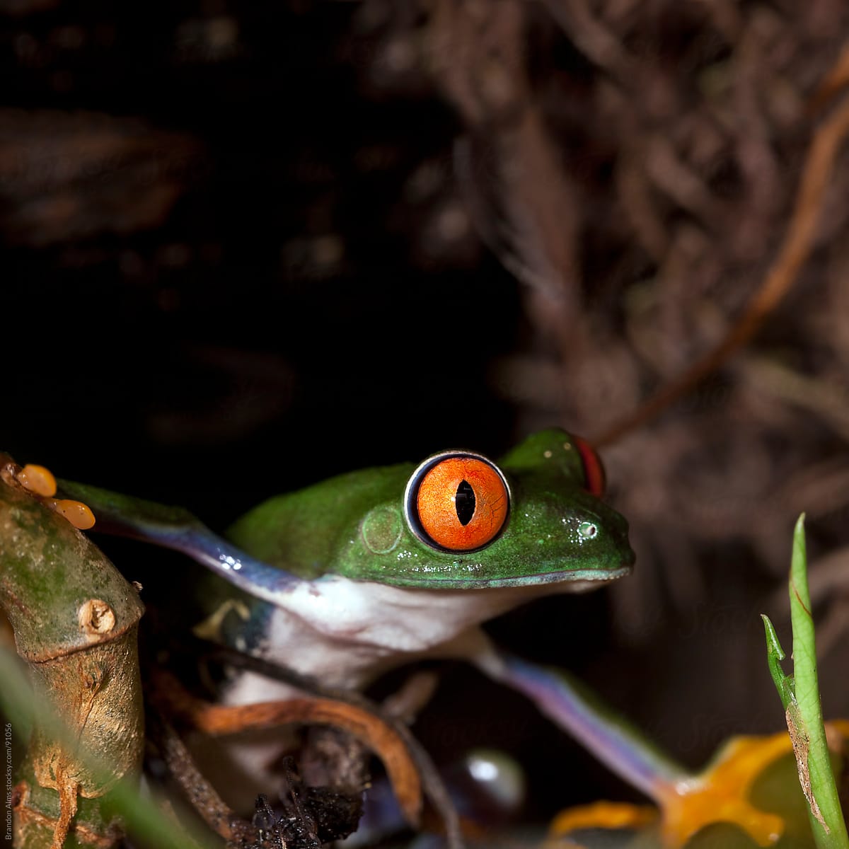 Red Eyed Tree Frog in the Rainforest